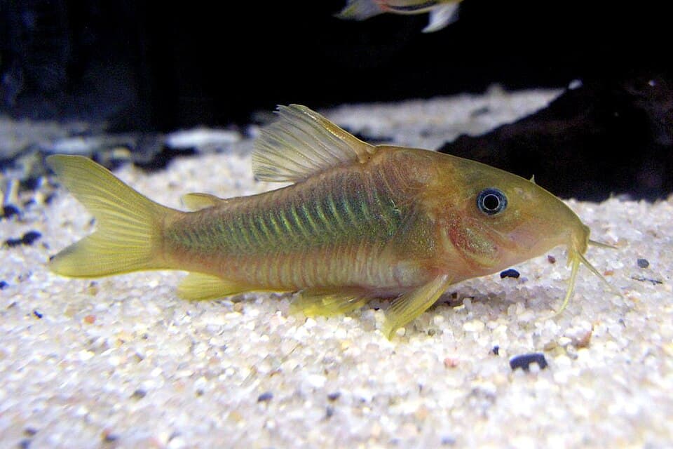 Corydoras Panda (x3)