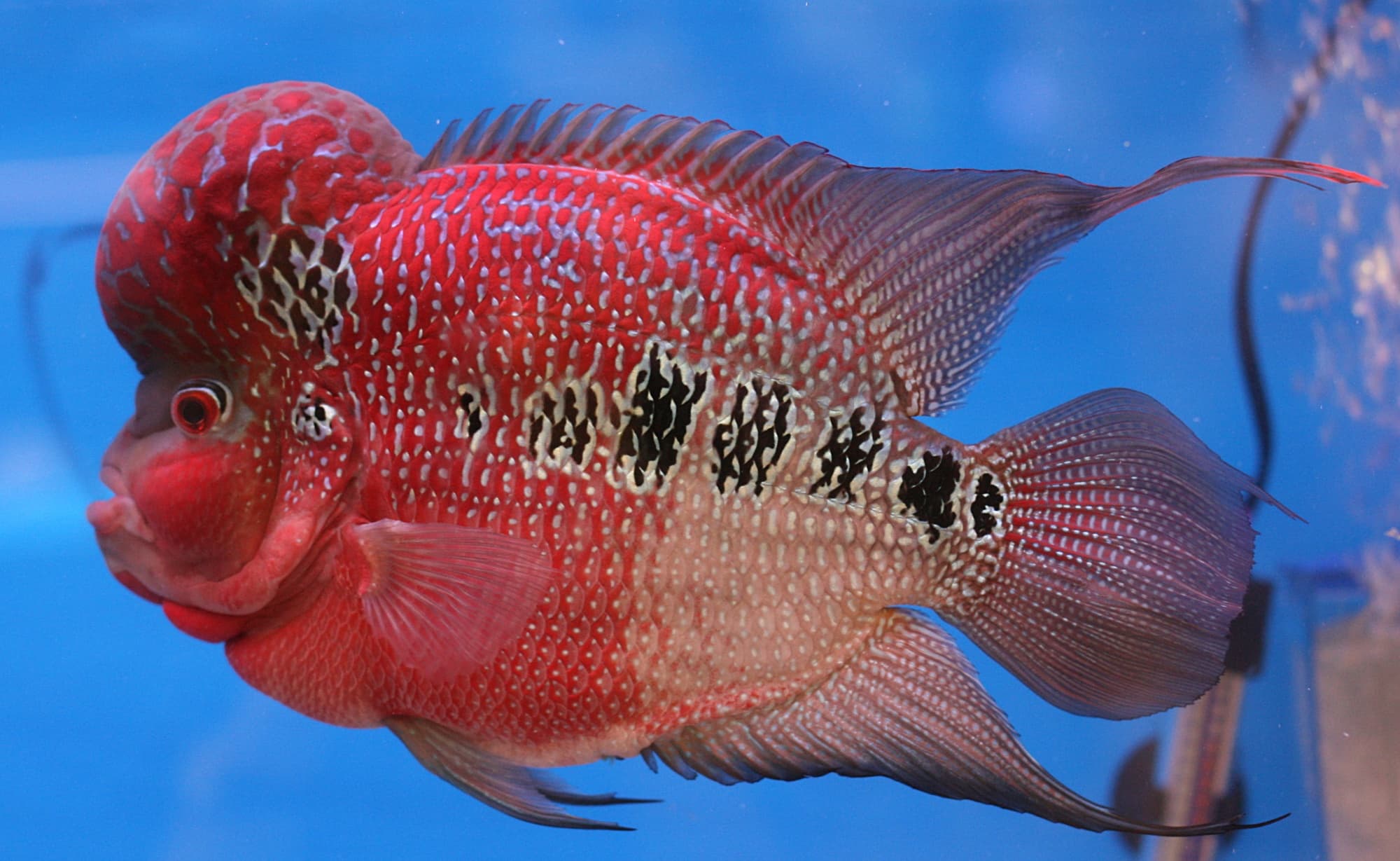 Flowerhorn Tailand